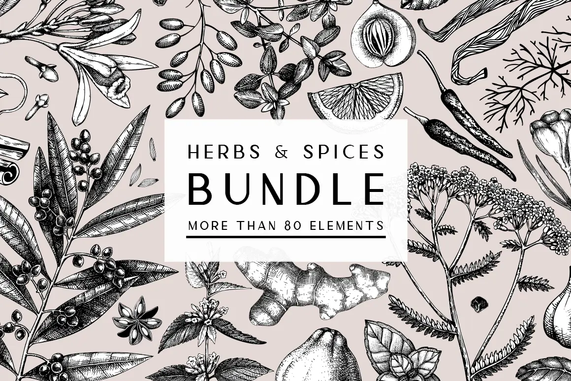 Vector Herbs & Spices Illustrations. Kitchen spices and medicinal herbs sketches. Illustration